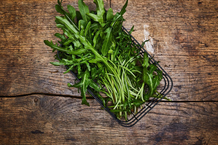 Ruccola