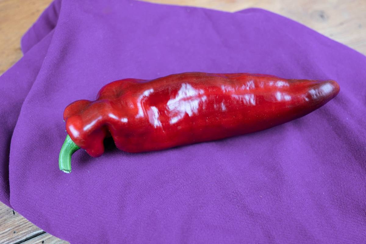 Spitzpaprika